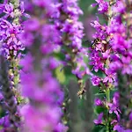 Appartamento L Escapade Nature Et Gourmande Gites, D'hotes, Piscine, Toulouse Colomiers Gers Pujaudran