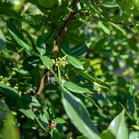 Apartamento L Escapade Nature Et Gourmande Gites, D'hotes, Piscine, Toulouse Colomiers Gers