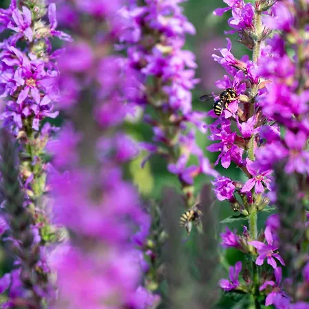 Apartamento L Escapade Nature Et Gourmande Gites, D'hotes, Piscine, Toulouse Colomiers Gers Pujaudran