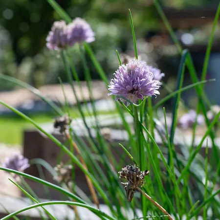 L Escapade Nature Et Gourmande Gites, D'hotes, Piscine, Toulouse Colomiers Gers *
