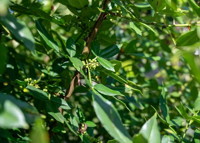 Lejlighed L Escapade Nature Et Gourmande Gites, D'hotes, Piscine, Toulouse Colomiers Gers