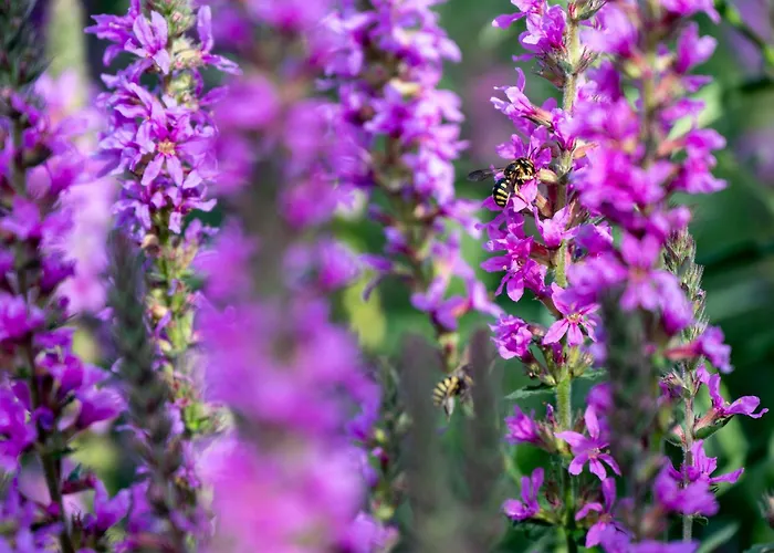Apartmán L Escapade Nature Et Gourmande Gites, D'hotes, Piscine, Toulouse Colomiers Gers Pujaudran