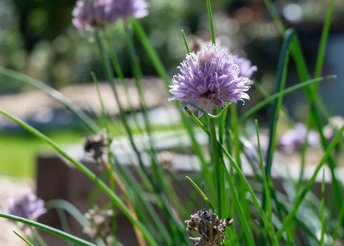 L Escapade Nature Et Gourmande Gites, D'hotes, Piscine, Toulouse Colomiers Gers *
